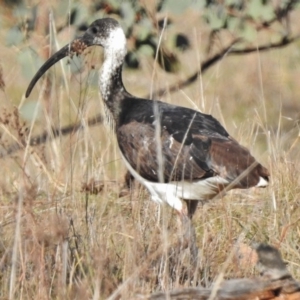 Threskiornis spinicollis at Duffy, ACT - 30 Aug 2017 09:04 AM