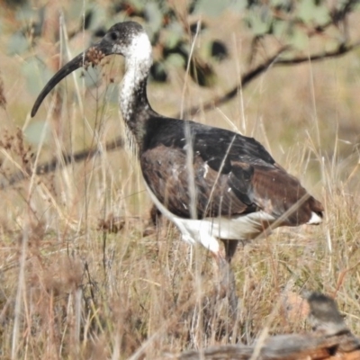 Threskiornis spinicollis (Straw-necked Ibis) at Duffy, ACT - 30 Aug 2017 by JohnBundock