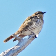 Chrysococcyx basalis (Horsfield's Bronze-Cuckoo) at Stromlo, ACT - 29 Aug 2017 by JohnBundock