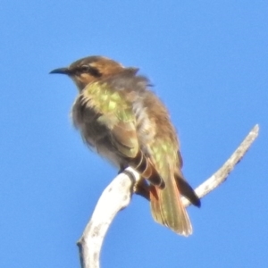 Chrysococcyx basalis at Stromlo, ACT - 30 Aug 2017 09:57 AM