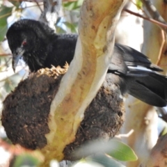 Corcorax melanorhamphos (White-winged Chough) at Duffy, ACT - 30 Aug 2017 by JohnBundock