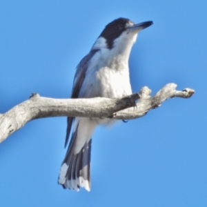 Cracticus torquatus at Stromlo, ACT - 30 Aug 2017