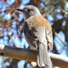 Colluricincla harmonica (Grey Shrikethrush) at Bullen Range - 30 Aug 2017 by JohnBundock