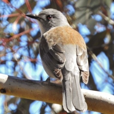 Colluricincla harmonica (Grey Shrikethrush) at Paddys River, ACT - 30 Aug 2017 by JohnBundock