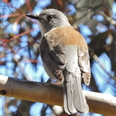 Colluricincla harmonica (Grey Shrikethrush) at Paddys River, ACT - 30 Aug 2017 by JohnBundock