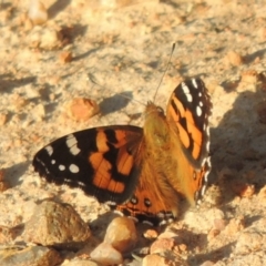 Vanessa kershawi (Australian Painted Lady) at Pine Island to Point Hut - 9 Mar 2015 by MichaelBedingfield