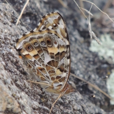 Vanessa kershawi (Australian Painted Lady) at Tharwa, ACT - 9 Mar 2014 by MichaelBedingfield