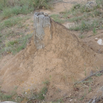 Nasutitermes sp. (genus) (Snouted termite, Gluegun termite) at Gigerline Nature Reserve - 8 Dec 2013 by michaelb