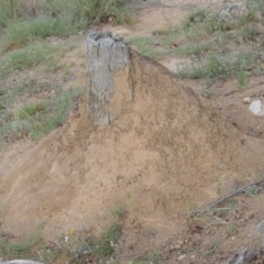 Nasutitermes sp. (genus) (Snouted termite, Gluegun termite) at Gigerline Nature Reserve - 8 Dec 2013 by michaelb