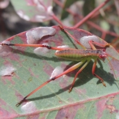 Phaneropterinae sp. (subfamily) (Leaf Katydid, Bush Katydid) at Conder, ACT - 17 Nov 2014 by michaelb