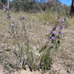 Hovea heterophylla (Common Hovea) at Yass River, NSW - 31 Aug 2017 by SueMcIntyre