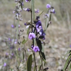 Hovea heterophylla at Yass River, NSW - 31 Aug 2017