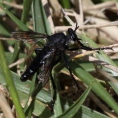 Apothechyla sp. (genus) (Robber fly) at Fyshwick, ACT - 17 Dec 2016 by HarveyPerkins