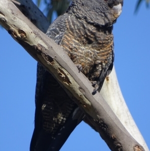 Callocephalon fimbriatum at Deakin, ACT - 30 Aug 2017