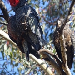 Callocephalon fimbriatum at Deakin, ACT - 30 Aug 2017