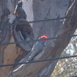 Callocephalon fimbriatum at Deakin, ACT - 30 Aug 2017