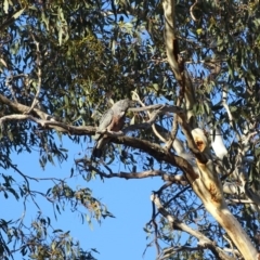 Callocephalon fimbriatum (Gang-gang Cockatoo) at Deakin, ACT - 31 Aug 2017 by roymcd