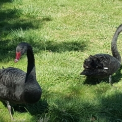 Cygnus atratus (Black Swan) at Lake Burley Griffin West - 31 Aug 2017 by Mike