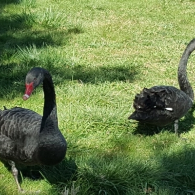 Cygnus atratus (Black Swan) at Mount Ainslie to Black Mountain - 31 Aug 2017 by Mike