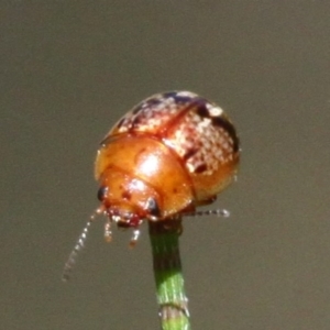 Paropsides umbrosa at Uriarra Village, ACT - 18 Dec 2016