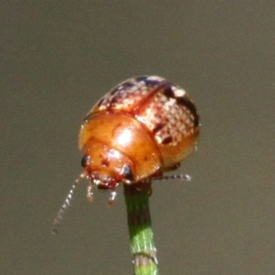 Paropsides umbrosa (A leaf beetle) at Uriarra Village, ACT - 18 Dec 2016 by HarveyPerkins