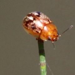 Paropsides umbrosa at Uriarra Village, ACT - 18 Dec 2016 03:42 PM