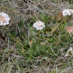 Trachymene humilis subsp. humilis at Mount Clear, ACT - 26 Dec 2016