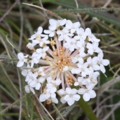 Trachymene humilis subsp. humilis at Mount Clear, ACT - 26 Dec 2016