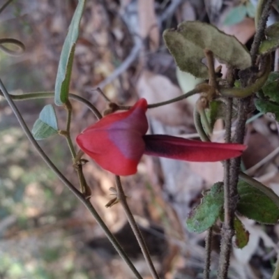 Kennedia rubicunda (Dusky Coral Pea) at Bournda Nature Reserve - 28 Aug 2017 by DeanAnsell