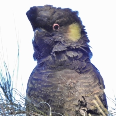 Zanda funerea (Yellow-tailed Black-Cockatoo) at Paddys River, ACT - 31 Aug 2017 by JohnBundock