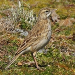 Anthus australis (Australian Pipit) at Lower Cotter Catchment - 31 Aug 2017 by JohnBundock