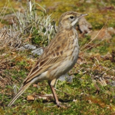 Anthus australis (Australian Pipit) at Cotter River, ACT - 31 Aug 2017 by JohnBundock