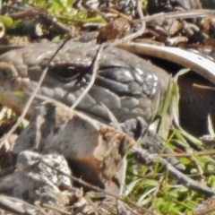 Tiliqua scincoides scincoides (Eastern Blue-tongue) at Cotter River, ACT - 31 Aug 2017 by JohnBundock