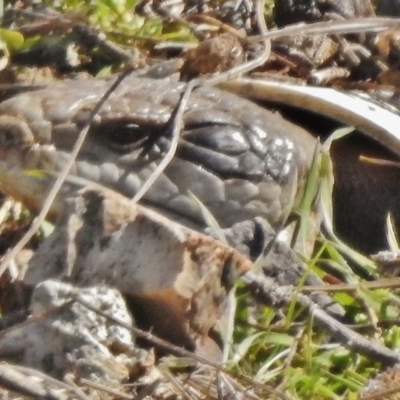 Tiliqua scincoides scincoides (Eastern Blue-tongue) at Lower Cotter Catchment - 31 Aug 2017 by JohnBundock