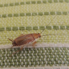 Balta spuria (A Balta Cockroach) at Conder, ACT - 8 May 2014 by MichaelBedingfield