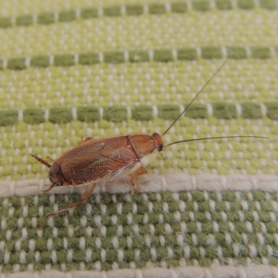 Balta spuria (A Balta Cockroach) at Conder, ACT - 8 May 2014 by michaelb