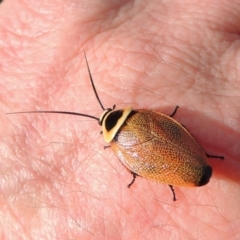 Ellipsidion australe (Austral Ellipsidion cockroach) at Conder, ACT - 9 Jan 2017 by michaelb