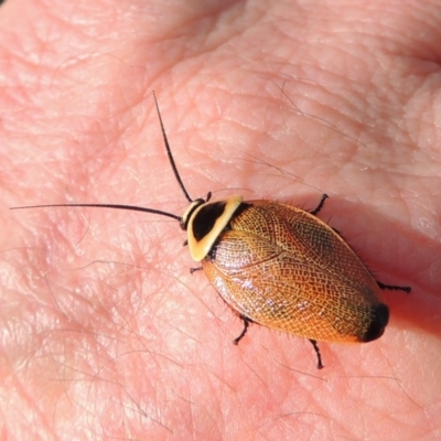 Ellipsidion australe (Austral Ellipsidion cockroach) at Pollinator-friendly garden Conder - 9 Jan 2017 by michaelb