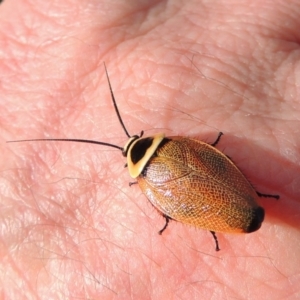 Ellipsidion australe at Conder, ACT - 10 Jan 2017