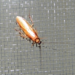 Robshelfordia circumducta (Shelford's Variable Cockroach) at Conder, ACT - 24 Feb 2015 by MichaelBedingfield