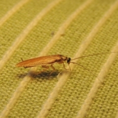 Robshelfordia circumducta at Conder, ACT - 24 Feb 2015