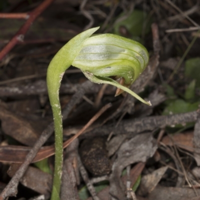 Pterostylis nutans (Nodding Greenhood) at Black Mountain - 6 Aug 2017 by DerekC