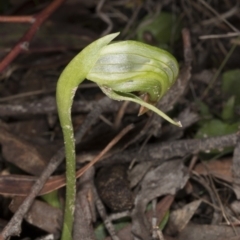 Pterostylis nutans (Nodding Greenhood) at Molonglo Valley, ACT - 6 Aug 2017 by DerekC