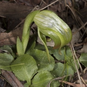 Pterostylis nutans at Undefined Area - suppressed