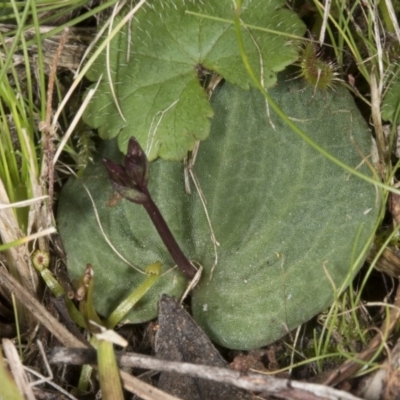 Cyrtostylis reniformis (Common Gnat Orchid) at Canberra Central, ACT - 23 Aug 2017 by DerekC