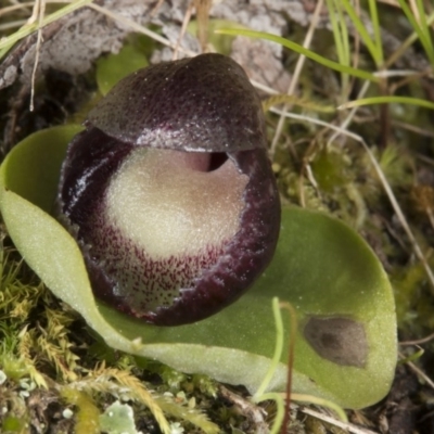Corysanthes incurva (Slaty Helmet Orchid) at Black Mountain - 23 Aug 2017 by DerekC