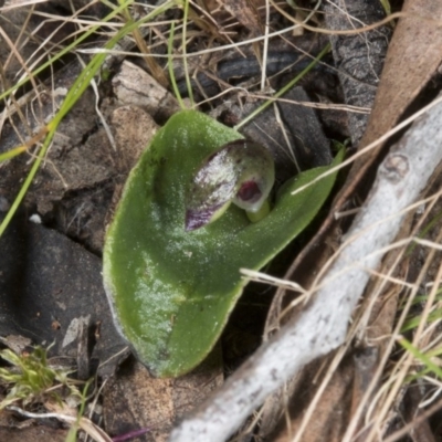 Corysanthes incurva (Slaty Helmet Orchid) at Black Mountain - 23 Aug 2017 by DerekC