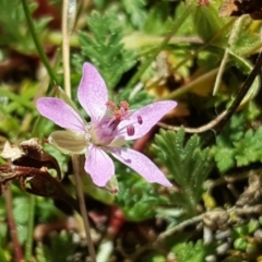 Erodium cicutarium (Common Storksbill, Common Crowfoot) at Isaacs, ACT - 1 Sep 2017 by Mike