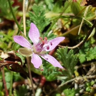 Erodium cicutarium (Common Storksbill, Common Crowfoot) at Isaacs Ridge and Nearby - 1 Sep 2017 by Mike