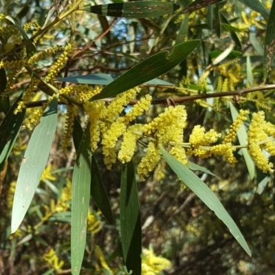 Acacia longifolia subsp. longifolia (Sydney Golden Wattle) at Isaacs Ridge and Nearby - 1 Sep 2017 by Mike